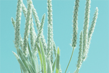 批发直销的ddos在线网页端